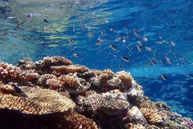Okinawa Ishigaki Kabira Bay SUP or Canoe and Blue Cave Snorkeling - Guides, Safety, and the Human Side of the Day