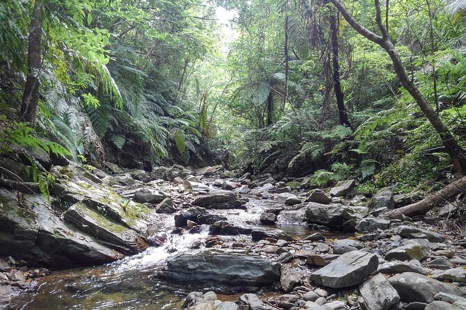 Okinawa Jungle Trails & Waterfalls – Private Yanbaru Tour - Stop 2: mini waterfalls, a rest break, and the summer swim at the base