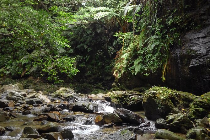 Okinawa Jungle Trails & Waterfalls – Private Yanbaru Tour - What Nik brings to the hike: English guidance, sure footing, and small upgrades