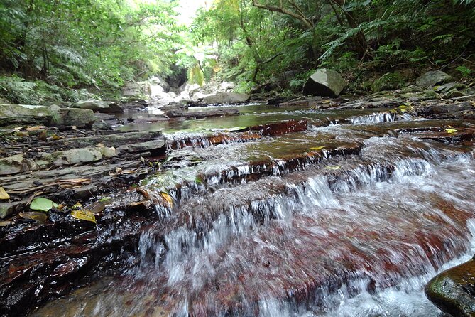 Okinawa Jungle Trails & Waterfalls – Private Yanbaru Tour - Price and value: why $69 per person can make sense here