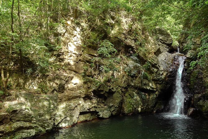 Okinawa Jungle Trails & Waterfalls – Private Yanbaru Tour - Nago start, private pace, and what the 2 to 3 hours really buys you