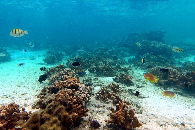 Okinawa: Kayak & Snorkel, Private Tour in Yanbaru - What’s included, and why it matters for value