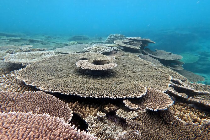 Okinawa: Kayak & Snorkel, Private Tour in Yanbaru - The guide factor, Nik’s approach to safe, fun water time