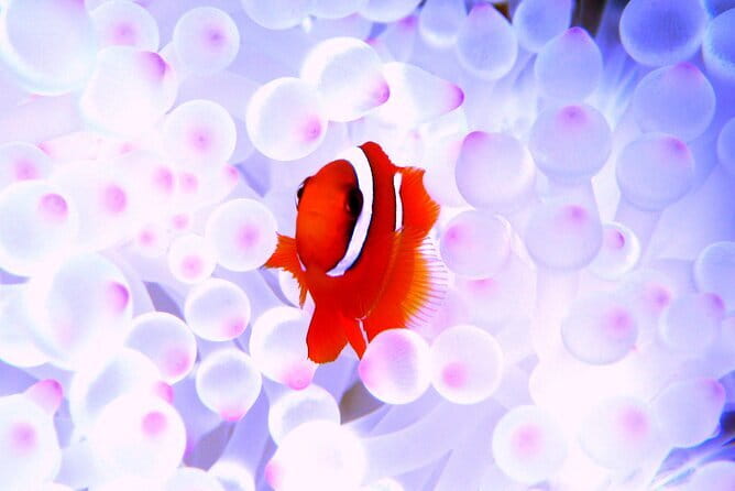 Okinawa:Kerama Islands experience Diving/Snorkeling/WhaleWatching - Kerama Islands day trip, short but special from Naha
