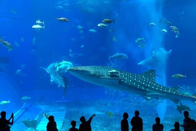 Okinawa:Kerama Islands experience Diving/Snorkeling/WhaleWatching - Whale watching, only in winter, and never fully guaranteed