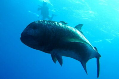 Okinawa:Kerama Islands experience Diving/Snorkeling/WhaleWatching