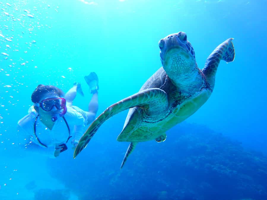 Okinawa : Kerama Whole Day Snorkeling Tour From Chatan/Naha - Key Points You Should Know Before You Go