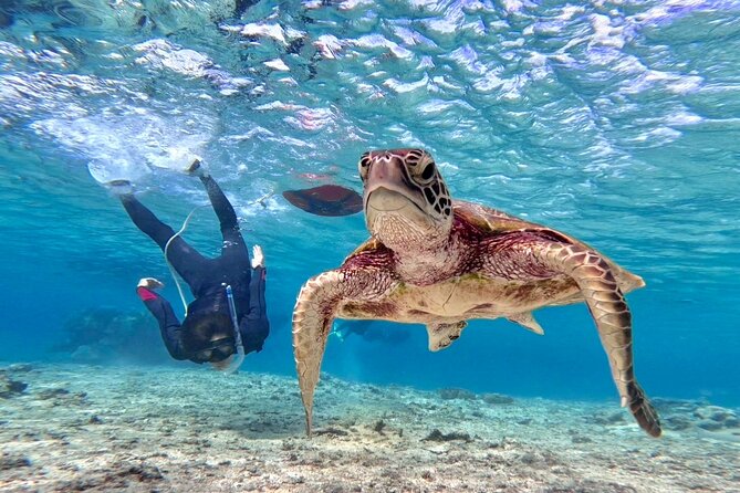 Okinawa Miyako Beach SUP or Canoe and sea turtle Snorkeling - Key highlights worth your time