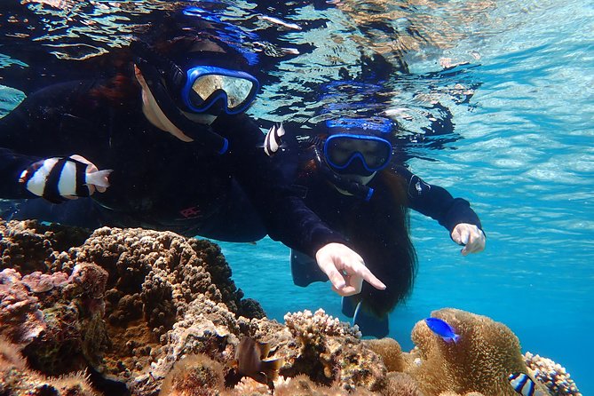 Okinawa Miyako Beach SUP or Canoe and sea turtle Snorkeling - Sea turtle encounters and reef viewing: what to look for