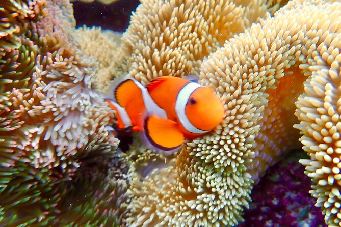 Okinawa Miyako Natural Aquarium! Tropical Snorkeling Tour - Miyakojima’s Natural Aquarium, What That Really Means