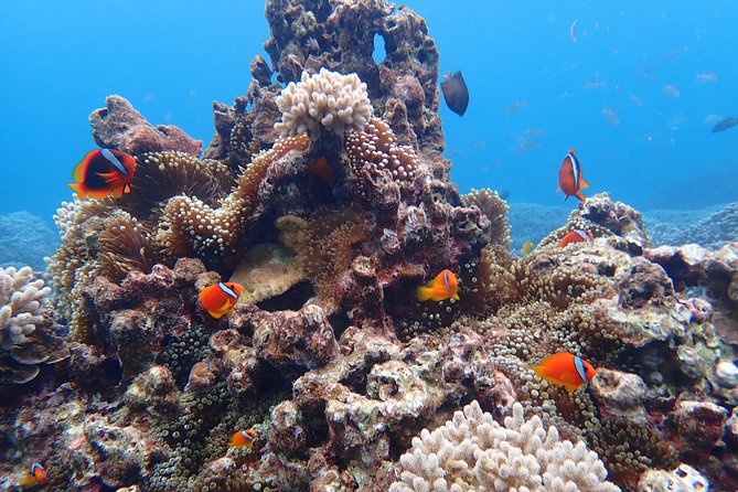 Okinawa Miyako Natural Aquarium! Tropical Snorkeling Tour - Meeting at Shigira Beach Parking Lot, Then Straight Into the Water
