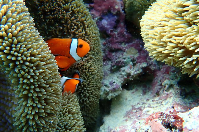 Okinawa Miyako Natural Aquarium! Tropical Snorkeling Tour - Gear Rules: Why They Feel Strict, and Why They Help