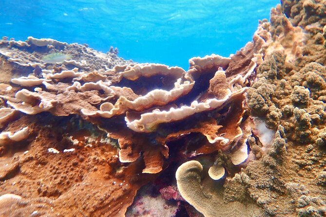 Okinawa Miyako Natural Aquarium! Tropical Snorkeling Tour - Beginner-Friendly Support That Actually Changes the Experience