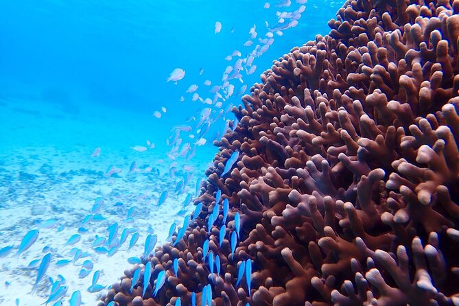 Okinawa Miyako Natural Aquarium! Tropical Snorkeling Tour - Photo Data Included, No Underwater Camera Needed