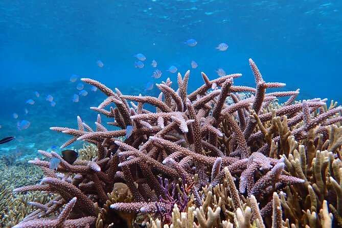 Okinawa Miyako Natural Aquarium! Tropical Snorkeling Tour - Sustainable, Eco-Friendly Ocean Time You Can Feel Good About