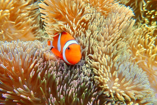 Okinawa Miyako Natural Aquarium! Tropical Snorkeling Tour - The 90 Minutes That Fit Real Travel Days