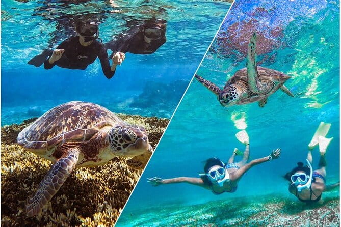 Okinawa Miyako Sea turtle Snorkeling Free Pick up and Drop off - Why this sea turtle and Nemo snorkel works in real life