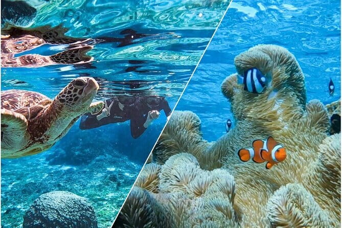Okinawa Miyako Sea turtle Snorkeling Free Pick up and Drop off - In the water: what you’ll actually see
