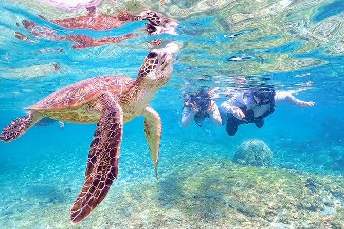 Okinawa Miyako Sea turtle Snorkeling Free Pick up and Drop off - Guide style matters, and Taku’s name comes up