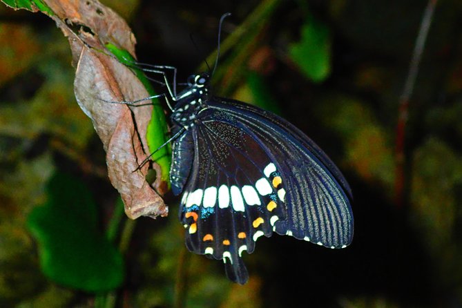 Okinawa Miyako Star Gazing & Subtropical Jungle Night Tour - Jungle wildlife odds, including the coconut crab possibility