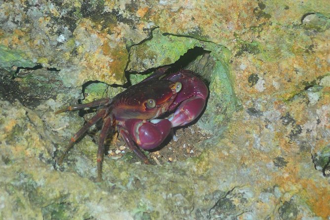 Okinawa Miyako Star Gazing & Subtropical Jungle Night Tour - Stargazing on Miyakojima, and why fewer lights matter