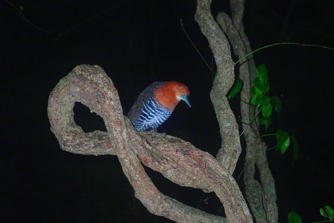 Okinawa Miyako Star Gazing & Subtropical Jungle Night Tour - Weather rules, rain tolerance, and what cancellations mean in practice