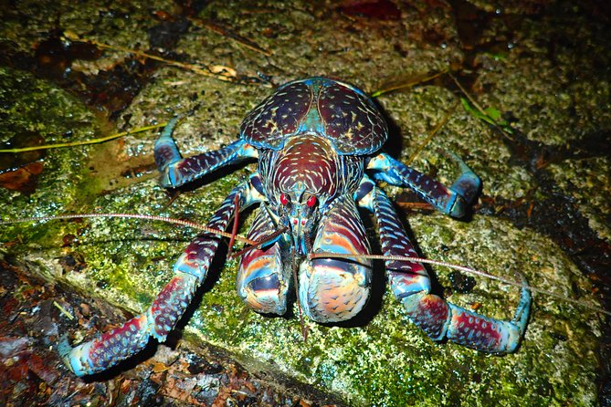 Okinawa Miyako Star Gazing & Subtropical Jungle Night Tour - The practical stuff that shapes your night: language, comfort, and rules
