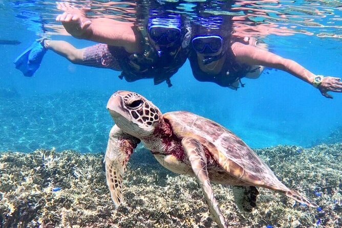 Okinawa Miyakojima 1 day Sea Turtle Snorkeling & Pumpkin Cave & Sea Kayak - Snorkeling with sea turtles: what the session is like