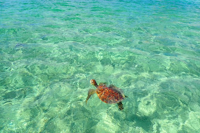 Okinawa Miyakojima Half Day SUPor Canoe & Sea Turtle Snorkeling (Half Day Set) - Half-day Miyakojima flow: snorkeling first, SUP or canoe next