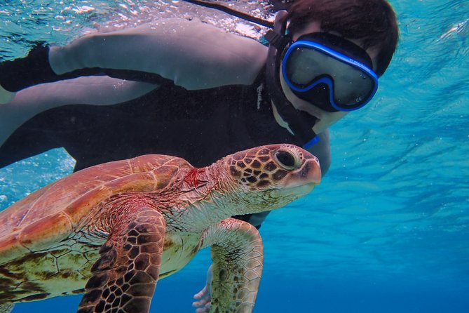 Okinawa Miyakojima Half Day SUPor Canoe & Sea Turtle Snorkeling (Half Day Set) - Sea turtle snorkeling odds: what the experience is really like in the water