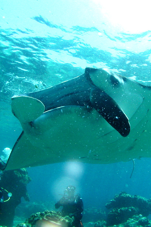Okinawa: Naha: 1 day Kerama Islands diving‣ license required - Key Points I’d Plan Around