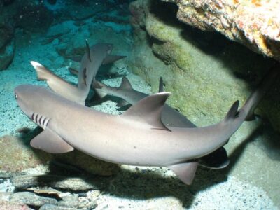 Okinawa: Naha: 1 day Kerama Islands diving‣ license required