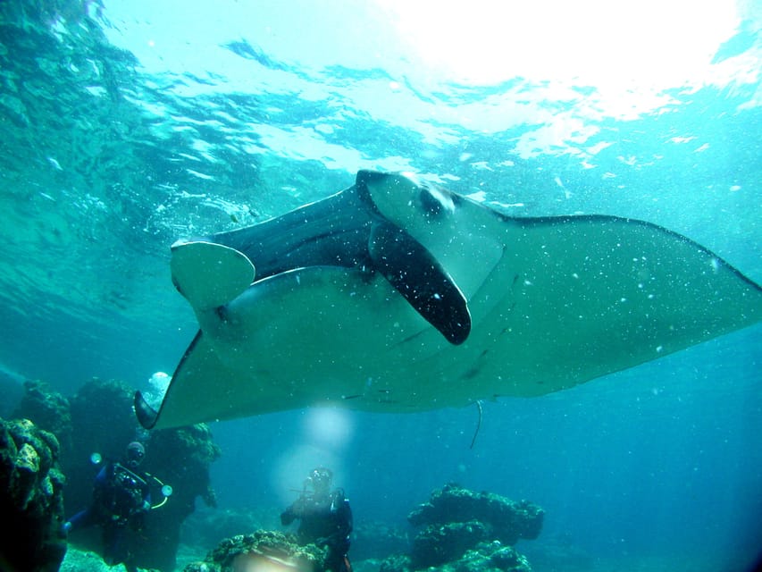 Okinawa: Naha: 1 day Kerama Islands diving‣ license required - Winter Comfort in Okinawa: Sea Temperature and Boat Warmth
