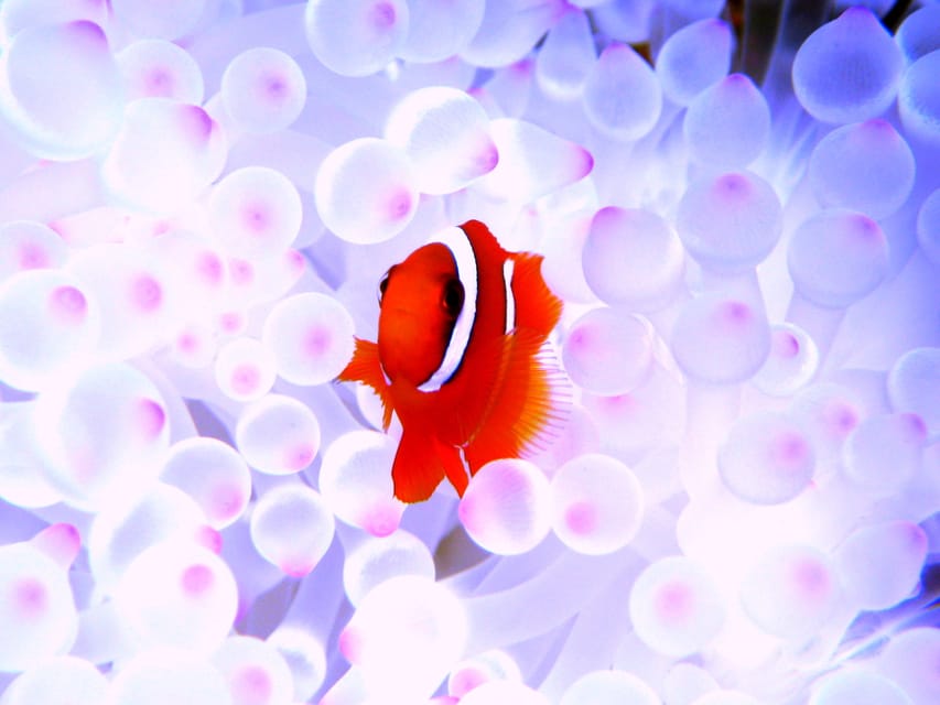 Okinawa: Naha: 1 day Kerama Islands diving‣ license required - Whale Watching Window: Included, Seasonal, and Not Guaranteed