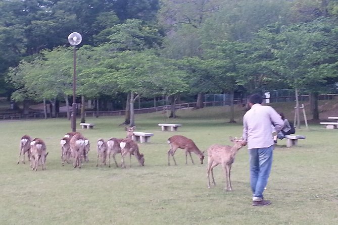 One-Day Walking Tour of Amazing 8th Century Capital Nara - Why This Private 8th-Century Nara Walk Beats DIY in Limited Time