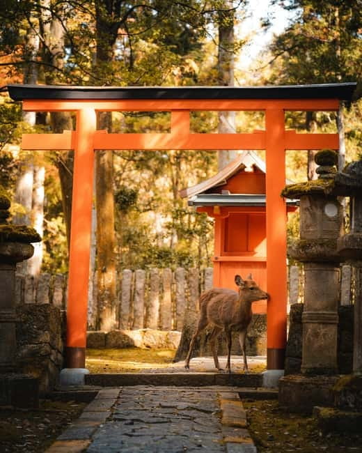 Osaka: Kyoto and Nara Private Day Trip - Key points before you go