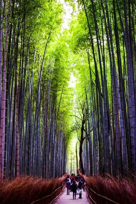 Osaka: Kyoto and Nara Private Day Trip - Fushimi Inari Taisha Torii Gates, Shopping Strolls, and Quiet Moments