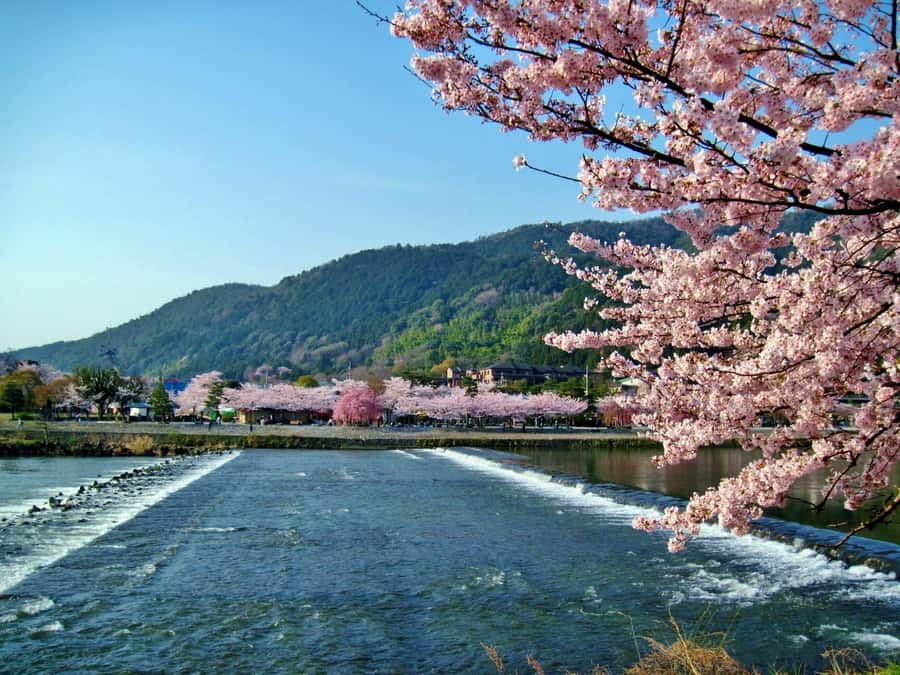 Osaka/Kyoto: Arashiyama, Nara & Fushimi Inari Shrine w/Lunch - Fushimi Inari Taisha: torii gates, crowd logic, and what to watch for