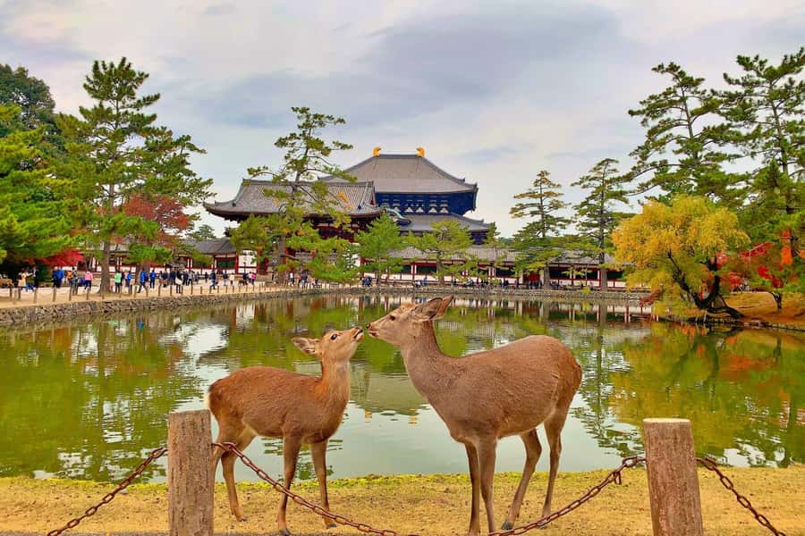 Osaka/Kyoto: Arashiyama, Nara & Fushimi Inari Shrine w/Lunch - What you’re really paying for at $61