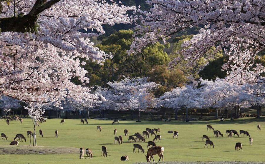 Osaka/Kyoto: Arashiyama, Nara Park, Fushimi Shrine Tour - Nara Deer Park: 1,000 deer moments near Kasuga Taisha