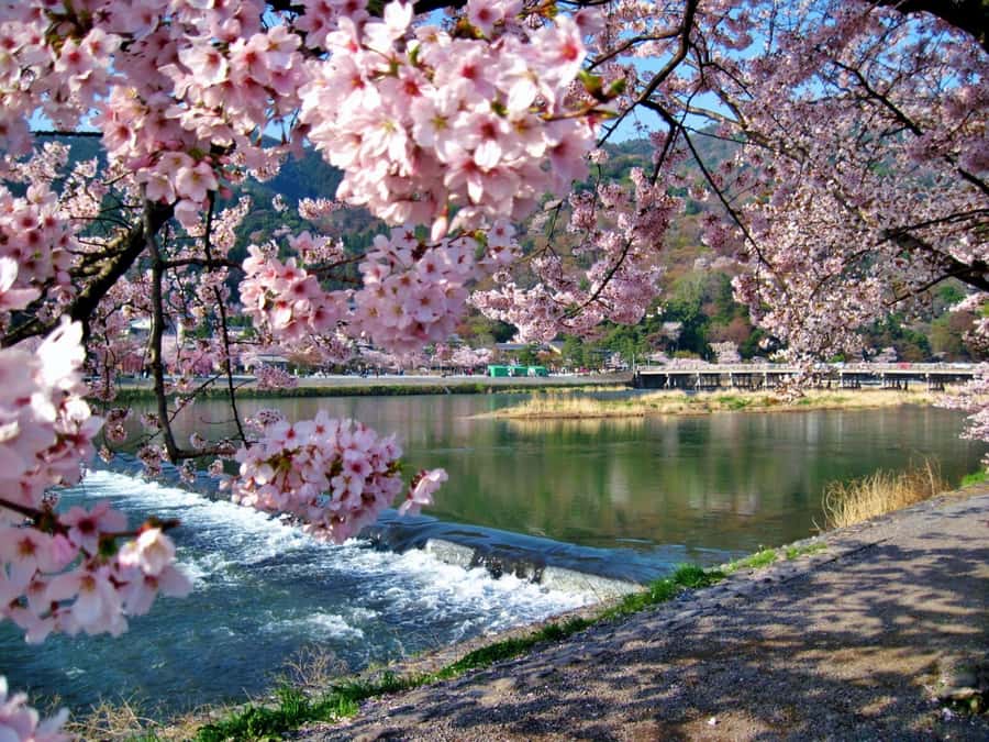 Osaka/Kyoto:Kinkakuji,Arashiyama,FushimiInariShrine,NaraPark - Arashiyama Bamboo Grove: Pick Your Pace With 60 or 120 Minutes