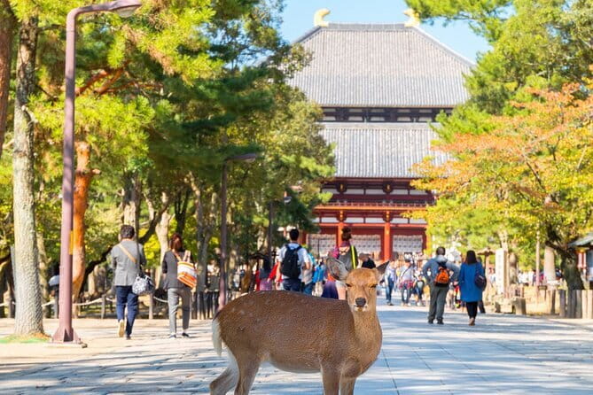Osaka & Kyoto & Nara Top Hightlights English Speaking Tour - Nara Park Deer Time: Turning 1.5 Hours into Great Photos