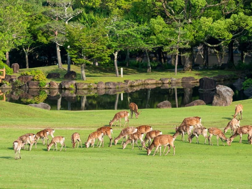 Osaka: Kyoto & Nara & Uji Historical and Scenic One-Day Tour - Nara Park Deer Time: Why the 45 Minutes Works