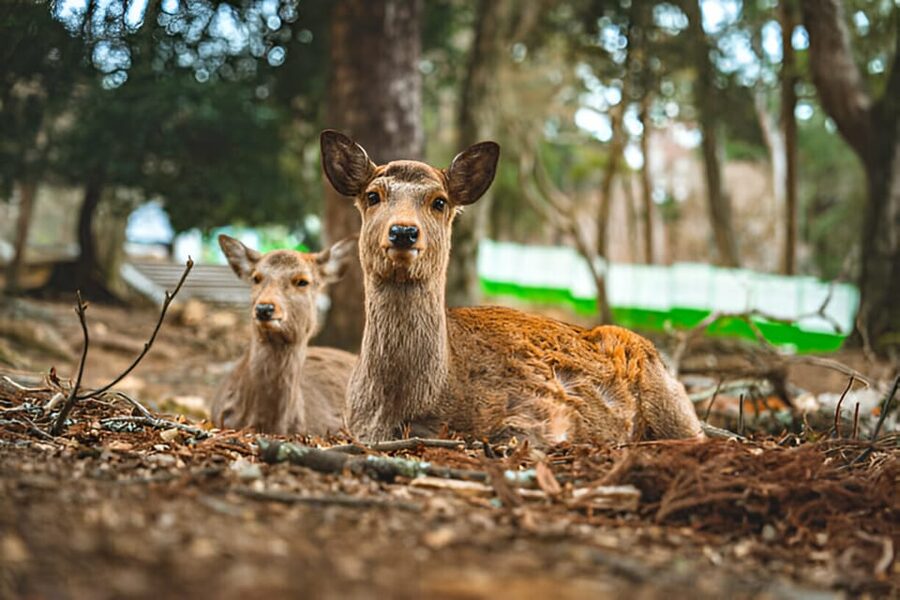 Osaka/Kyoto: Private Kyoto and Nara Day Trip - Nara Park: deer messengers and a fun pause in the day