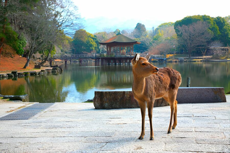 Osaka/Kyoto: Private Kyoto and Nara Day Trip - What you can add in Kyoto and Nara (and what you can’t)