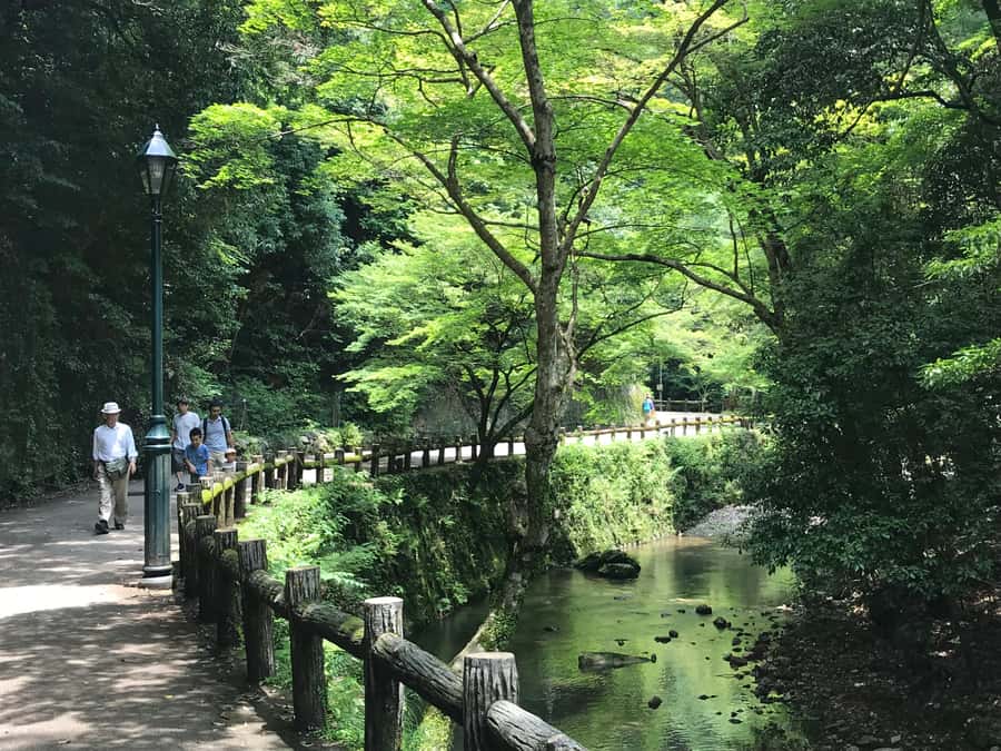Osaka: Mino Forest Walk and Giant Waterfall with Local Lunch - Reaching the Giant Mino Waterfall, then slowing down with yuzu