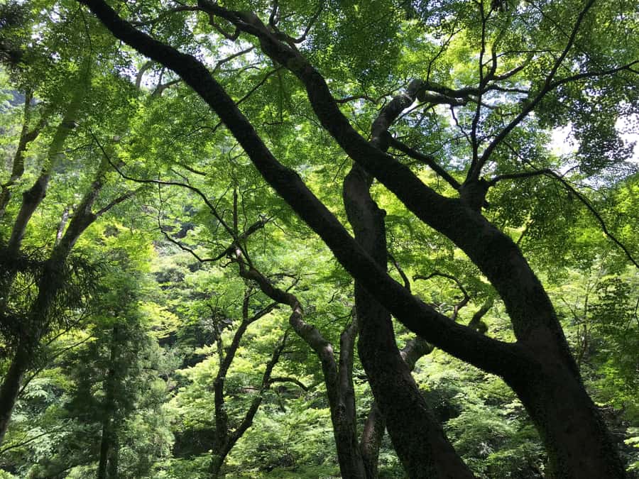 Osaka: Mino Forest Walk and Giant Waterfall with Local Lunch - Who this tour suits best