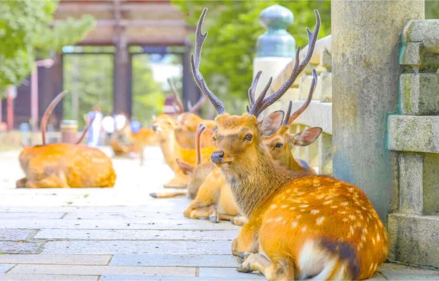 Osaka: Nara and Uji Day Trip with Deer Park and Hot Spring - Kasuga Taisha Shrine: Thousands of Lanterns, Bronze and Stone