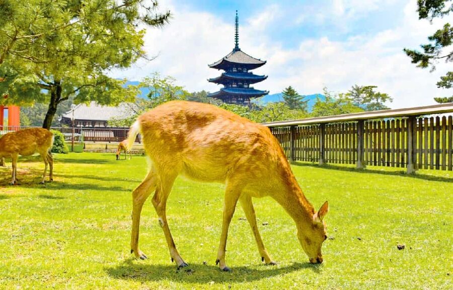 Osaka: Nara and Uji Day Trip with Deer Park and Hot Spring - Meeting at Harimaya Bld in Namba: Start Time and Why It Matters