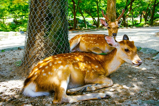 Osaka & Nara in 1-Day by Private Van with Local Expert Guide - American Village and Osaka youth energy, plus the city’s other faces